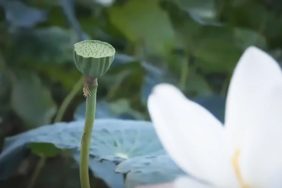 映像撮影、写真撮影